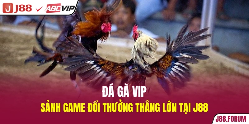 Đá Gà Vip - Sảnh Game Đổi Thưởng Thắng Lớn Tại J88 đá gà vip