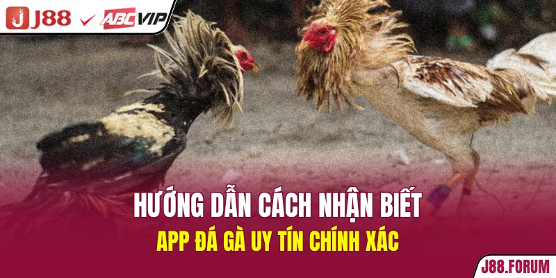 App Đá Gà Uy Tín - Trải Nghiệm Siêu Mượt Mà, An Toàn Hướng dẫn cách nhận biết app đá gà uy tín chính xác
