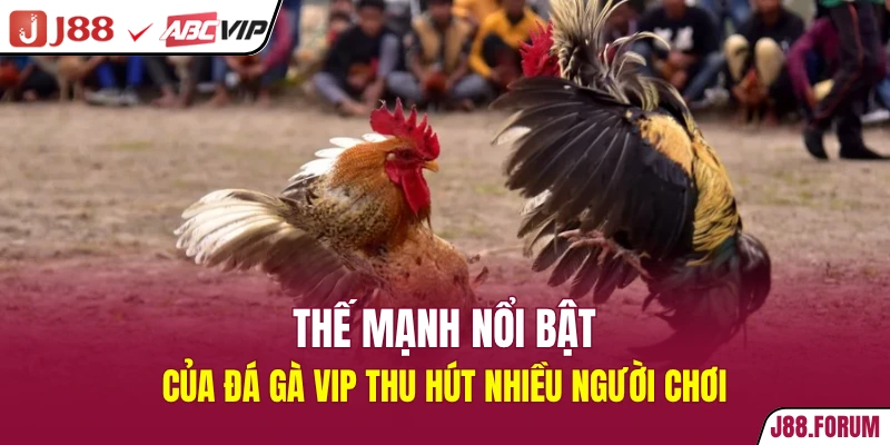 Đá Gà Vip - Sảnh Game Đổi Thưởng Thắng Lớn Tại J88 Thế mạnh nổi bật của đá gà vip thu hút nhiều người chơi