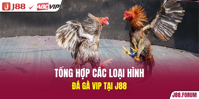 Đá Gà Vip - Sảnh Game Đổi Thưởng Thắng Lớn Tại J88 Tổng hợp các loại hình đá gà vip tại J88